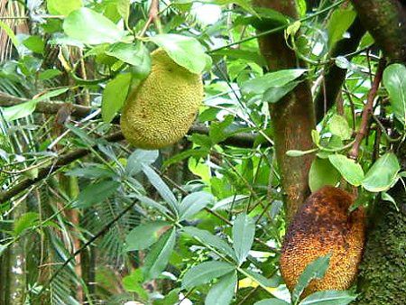 ジャックフルーツ Jackfruit かぎけんweb