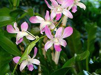 fhrE(Dendrobium)
