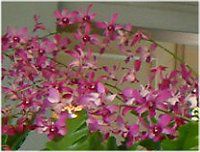 fhrE(Dendrobium)