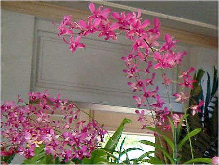 fhrE(Dendrobium)
