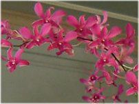 fhrE(Dendrobium)