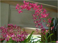 fhrE(Dendrobium)