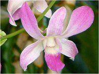 デンドロビウム(Dendrobium)【かぎけんWEB】