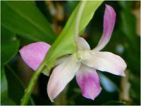 fhrE(Dendrobium)