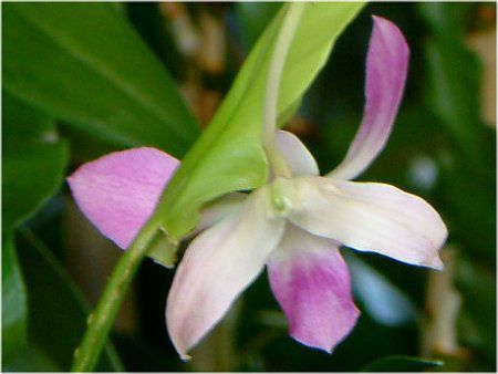 fhrE(Dendrobium) 