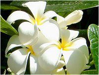 vA(Plumeria)