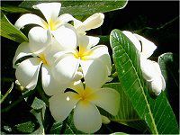 プルメリア Plumeria かぎけんweb プルメリア Plumeria かぎけんweb