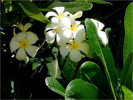 vA(Plumeria)