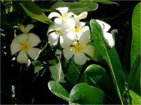 vA(Plumeria)