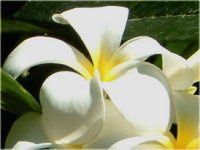 vA(Plumeria)