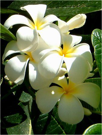 プルメリア様 プルメリア(Plumeria)【かぎけんWEB】