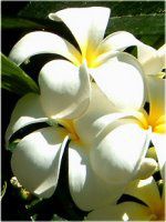 vA(Plumeria)