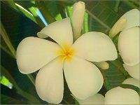 vA(Plumeria)