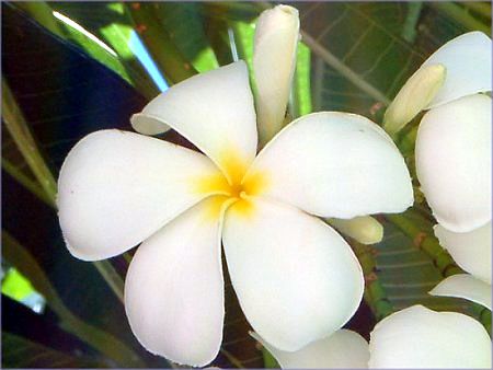 プルメリア Plumeria かぎけんweb プルメリア Plumeria かぎけんweb