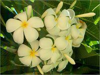 vA(Plumeria)