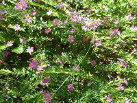 NtFAEqb\stHA(Cuphea hyssopifolia)