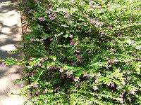 NtFAEqb\stHA(Cuphea hyssopifolia)