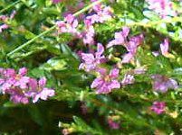 NtFAEqb\stHA(Cuphea hyssopifolia) 