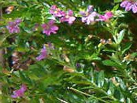 NtFAEqb\stHA(Cuphea hyssopifolia) 