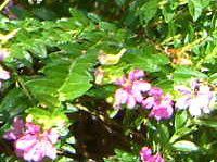 NtFAEqb\stHA(Cuphea hyssopifolia)