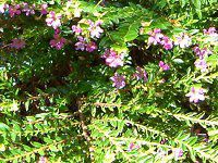 NtFAEqb\stHA(Cuphea hyssopifolia)