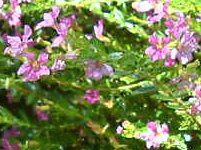 NtFAEqb\stHA(Cuphea hyssopifolia) 