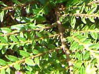 NtFAEqb\stHA(Cuphea hyssopifolia) 