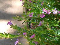 NtFAEqb\stHA(Cuphea hyssopifolia)