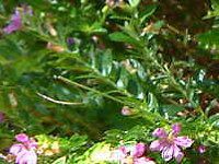 NtFAEqb\stHA(Cuphea hyssopifolia) 