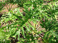 tBfhEZ[(Philodendron)