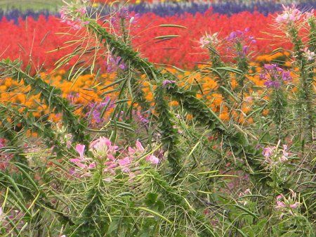 クレオメ Cleome かぎけんweb クレオメ Cleome かぎけんweb