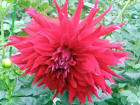 _A(Dahlia)