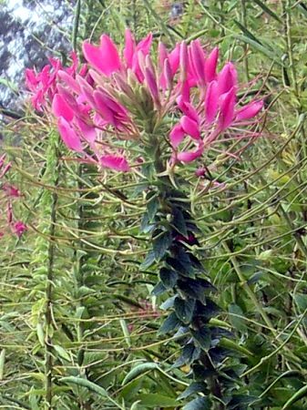 NI(Cleome)