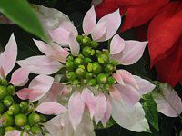 |CZ`A(Poinsettia)