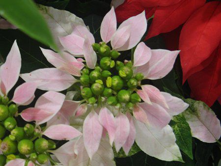 |CZeBA(Poinsettia)