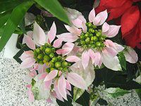 |CZ`A(Poinsettia)