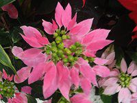 |CZ`A(Poinsettia)