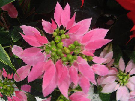 |CZ`A(Poinsettia)