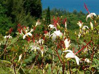 qrXNXEA[mbeBAkX(Hibiscus arnottianus)