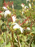 Hibiscus arnottianus