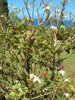 Hibiscus arnottianus