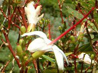 qrXNXEA[mbeBAkX(Hibiscus arnottianus)