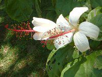 qrXNXEA[mbeBAkX(Hibiscus arnottianus)