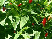 ^[NXLbv(Turk's cap)