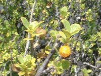 マウイ　８種植物おまとめ 植物家族