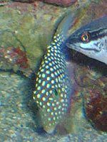 nCAEpt@[tBbV(Hawaiian pufferfish) 