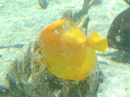 LCnM(Yellow Tang)