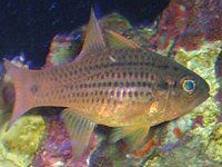 Spotted cardinalfish