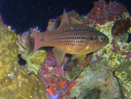 X|beBhEJ[fBitBbViSpotted cardinalfishj