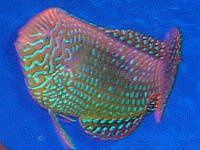 V[gm[YEX(Shortnose wrasse)